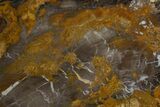 Petrified Wood (Sycamore) Stand-Up - Parker, Colorado #334930-1